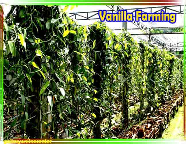 Vanilla Farming in India in Hindi