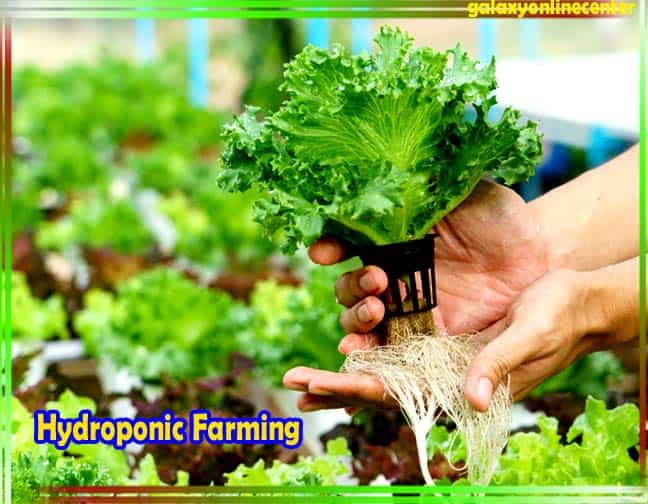 How To Do Hydroponic Farming
