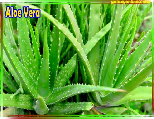 How To Grow Aloe Vera