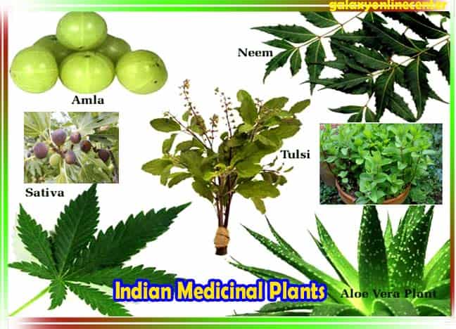 Indian Medicinal Plants In Hindi