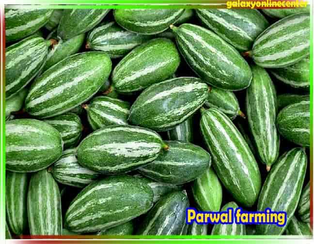 Parwal farming परवल की उन्नत तरीके से वैज्ञानिक खेती, फसल प्रबंधन, जानकारी