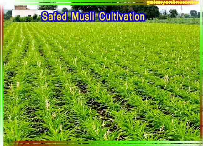 Safed Musli Cultivation Information