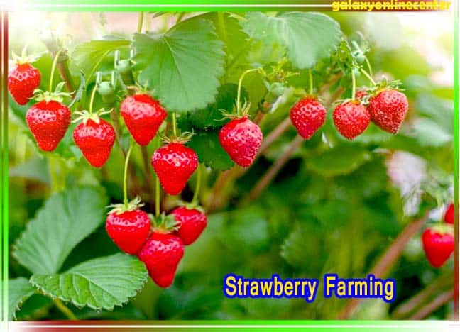 Strawberry Farming in Hindi