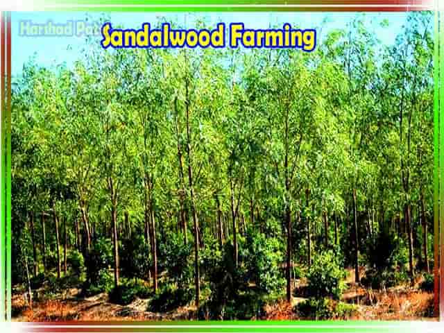Sandalwood Cultivation photo