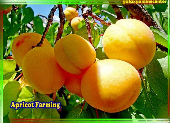 Apricot Farming In Hindi