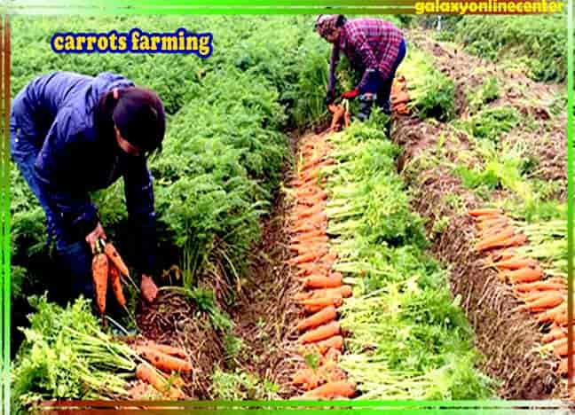 Carrot Farming Information Hindi