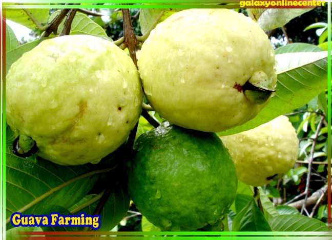 Guava Farming In Hindi