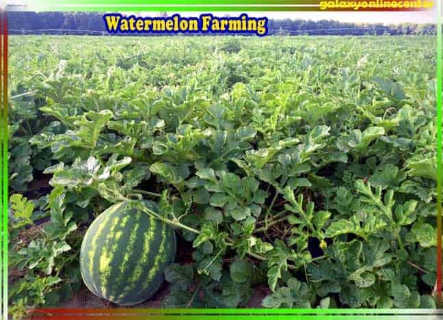 Watermelon Farming in Hindi