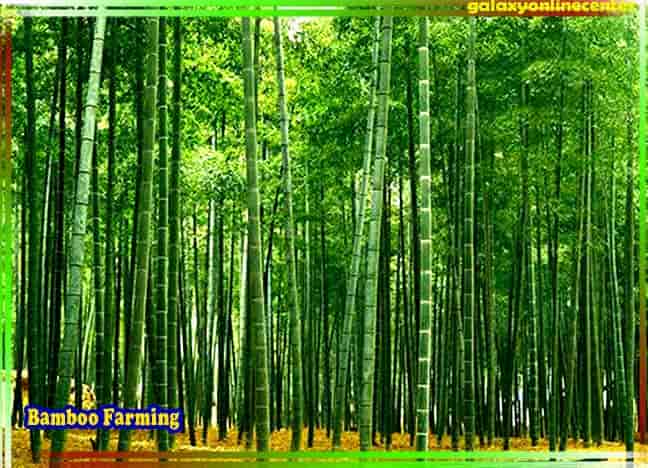 Bamboo Farming In Hindi