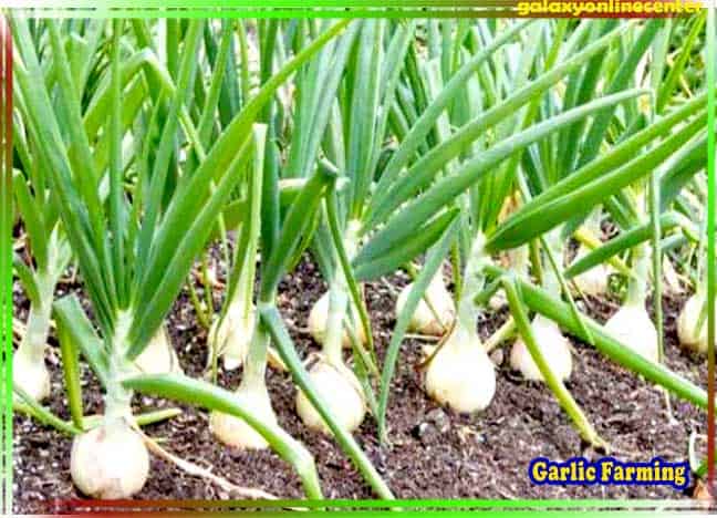 Garlic Farming in Hindi
