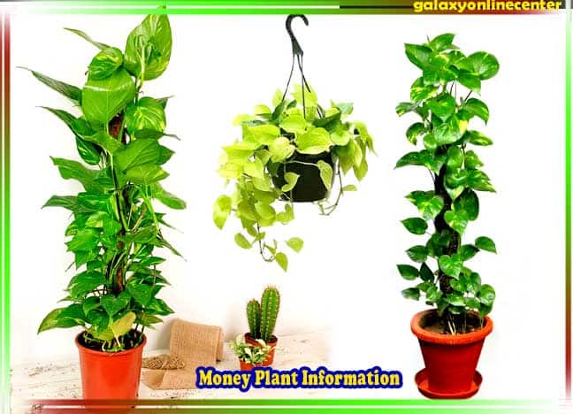 Money Plant Information in Hindi