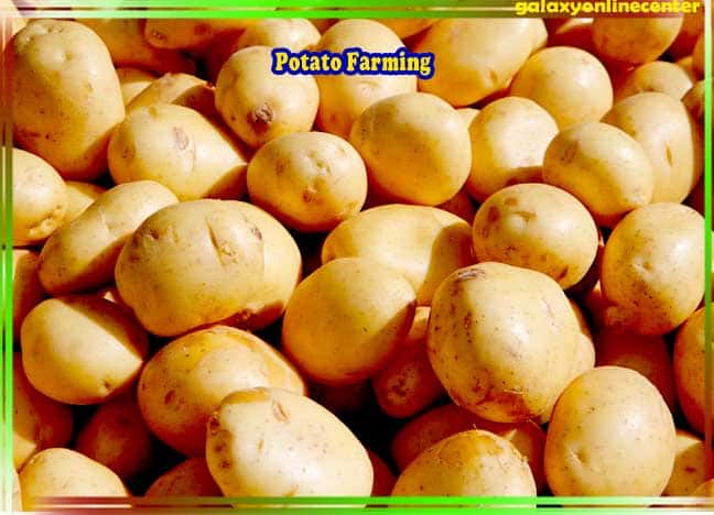 Potato in Hindi