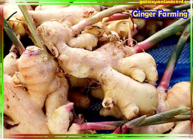 Ginger Farming Information