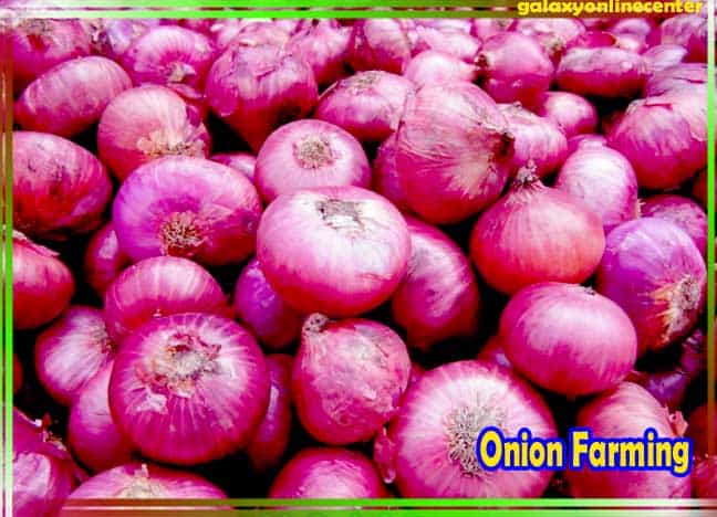 Onion Farming In India
