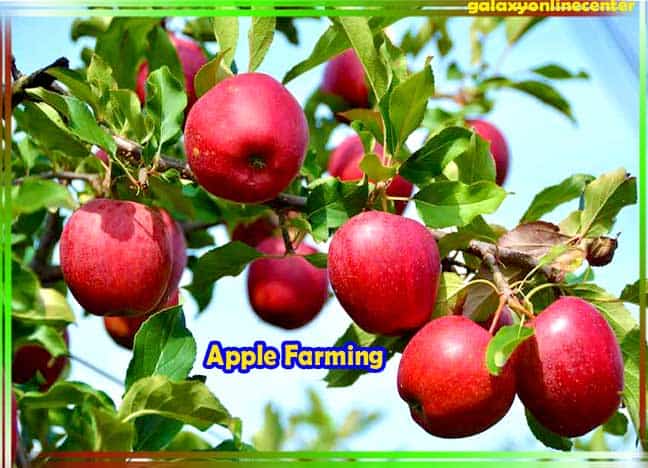 Apple Fruit Farming in Hindi