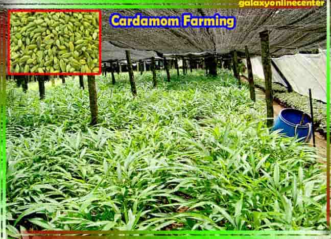 Cardamom Farming Information Guide