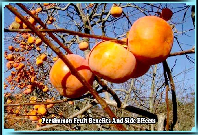 Persimmon Fruit Benefits And Side Effects, Tendu Fruit Benefits